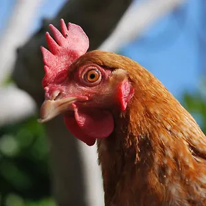 2* Frühstückspension La Tinassara